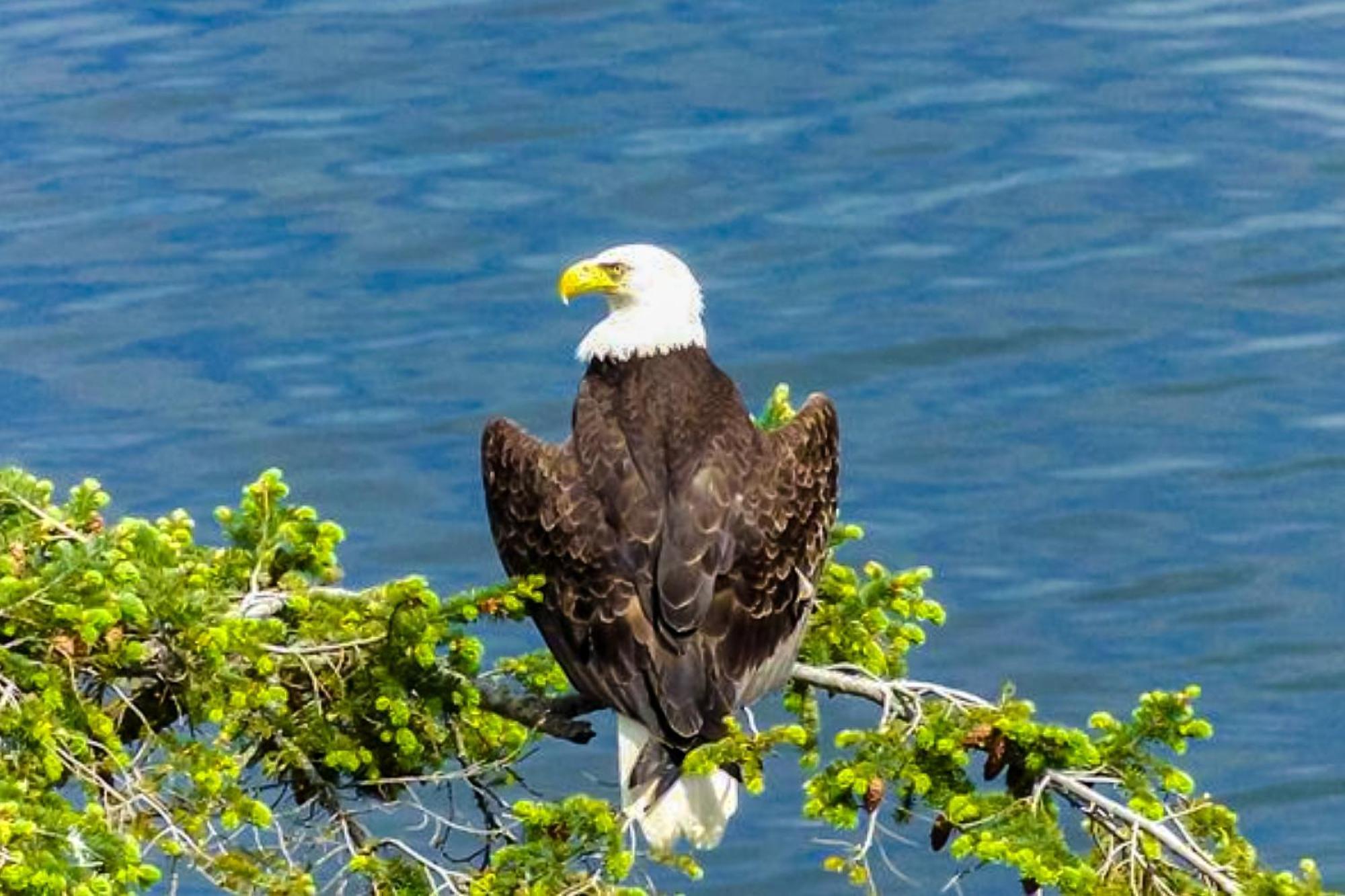 Eagles' Oceanview Villa Sequim Dış mekan fotoğraf